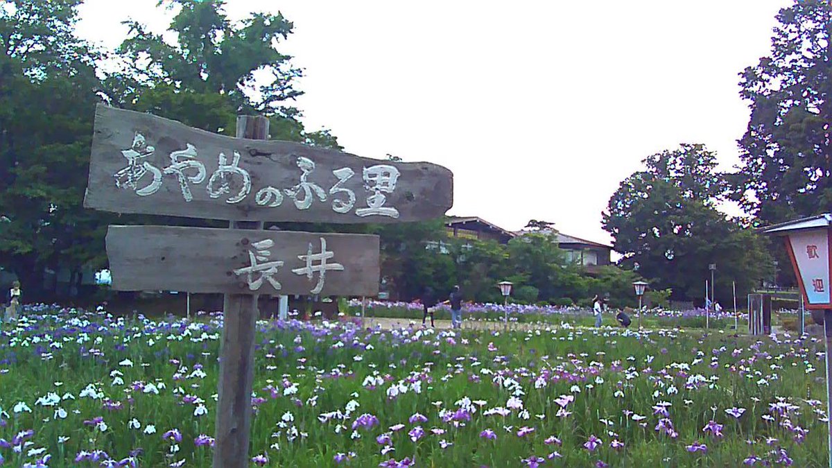 haga_run's tweet photo. あやめ公園。あやめ祭り。
トイカメラで浮かれる私。 https://t.co/ygH3ZBDo5o