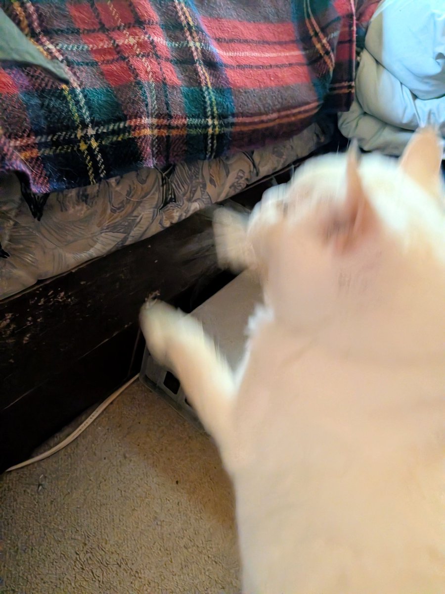 nekoyasyokudou's tweet photo. 左半身軽い麻痺となったコナ、ベッドに上り下りするのに台があった方が良いかと設置したところ、使ってくれたりもしますが、今まで通りジャンプで登れるのです
（降りる時も両手を滑らせてゆっくり降ります） https://t.co/3aX05QWZIQ