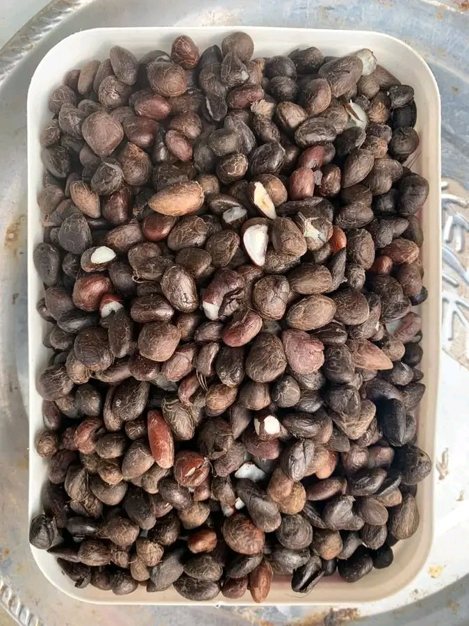 judithverse's tweet photo. What are the uses of Palm Kernels aside the oil?
While growing up we use this to eat garri.
let's have yours: ๐
#PalmKernel #NigerianTradition #Itsekiri https://t.co/uFyW8EQZjj