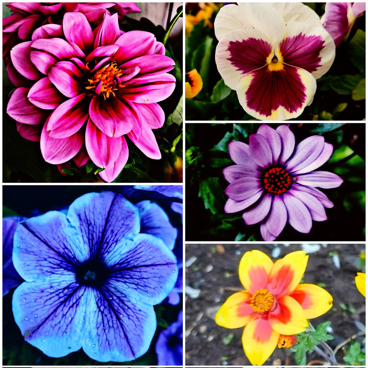 justsomecinema's tweet photo. justsome flowers 
#flowersonX
#FlowersOnMonday 
#photobyme https://t.co/RQv58liNdt