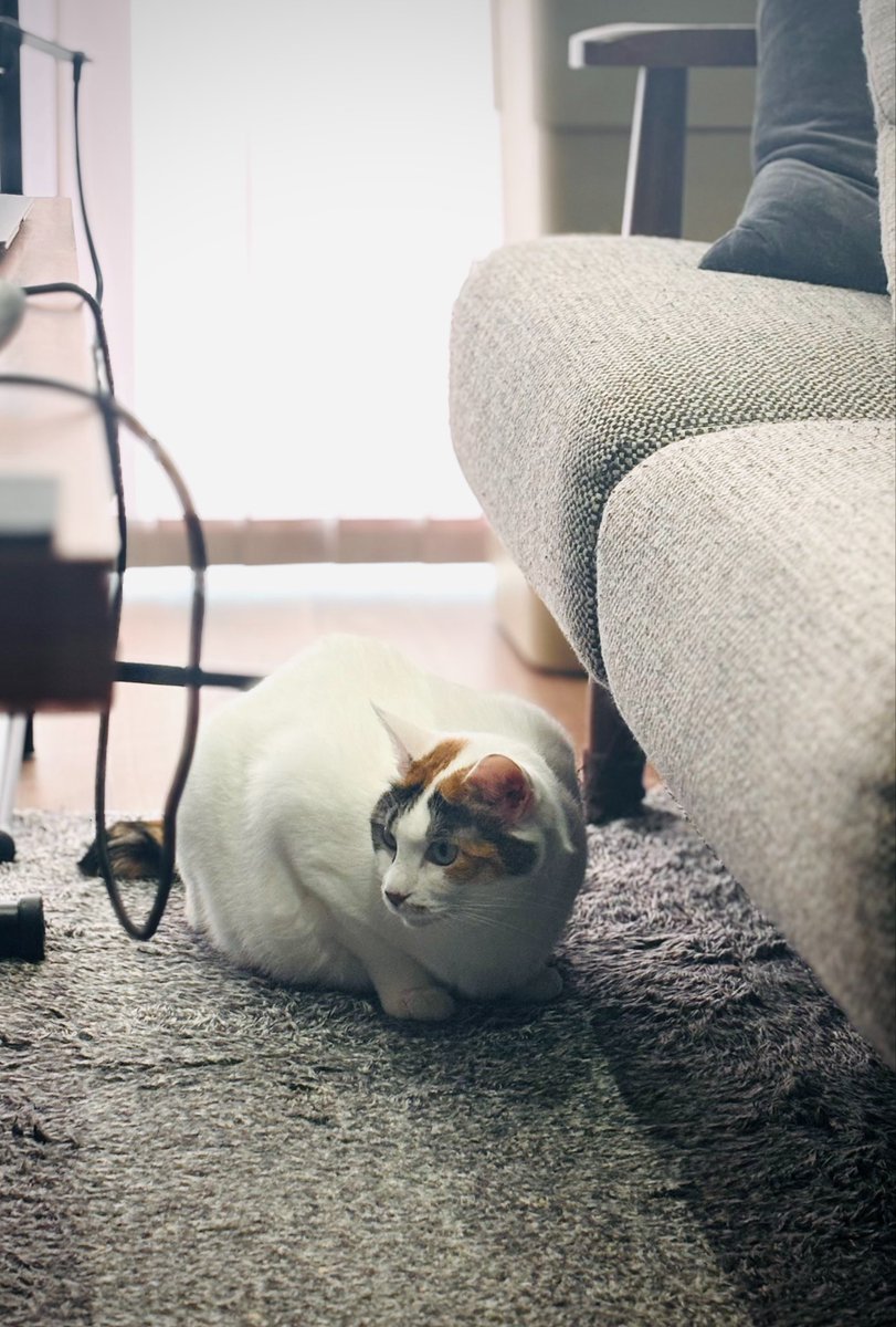 a_chan0059's tweet photo. #写真好きな人と繋がりたい 
 #猫  #キリトリセカイ https://t.co/yepahniYSu