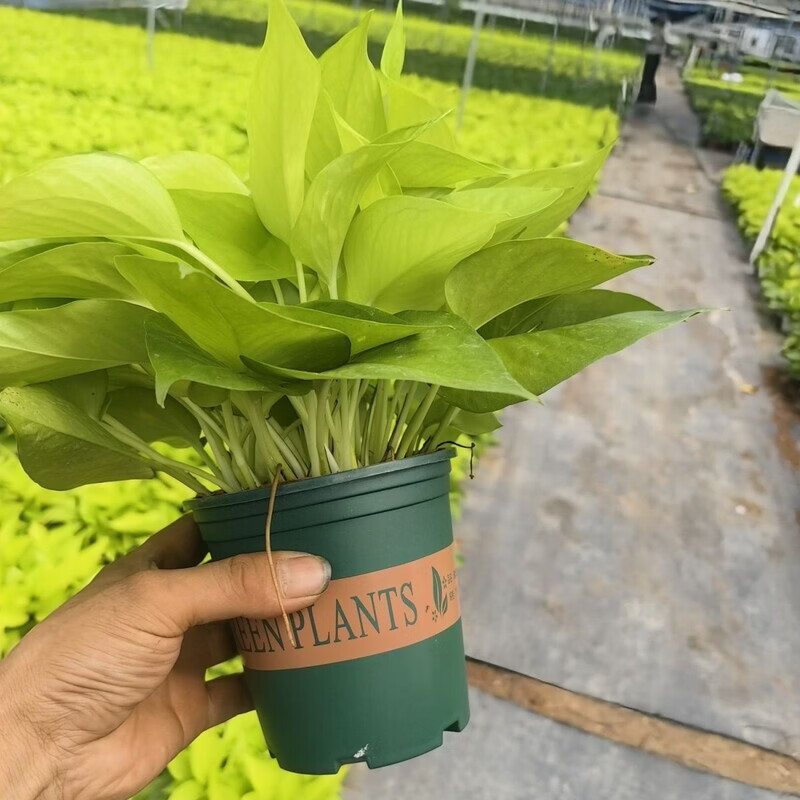 Lin40831462's tweet photo. Pro tip for pothos lovers! Water only when the top 2 inches of soil feel dry, and keep in bright indirect light—your leafy buddy will thrive! https://t.co/2231Qkihye