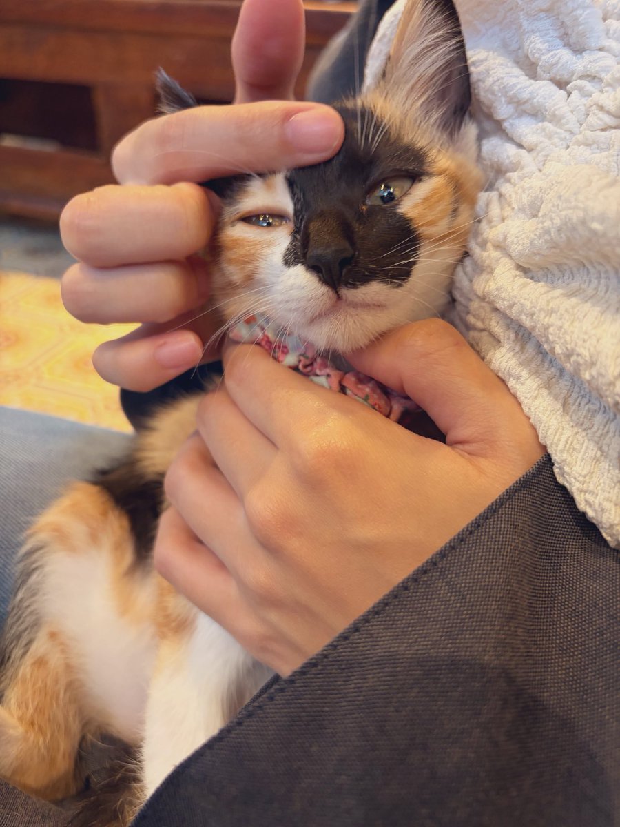 DVi7p's tweet photo. 保護猫カフェ行ってきた🐱
みんなかわいい🐈 https://t.co/CZjEla39ip