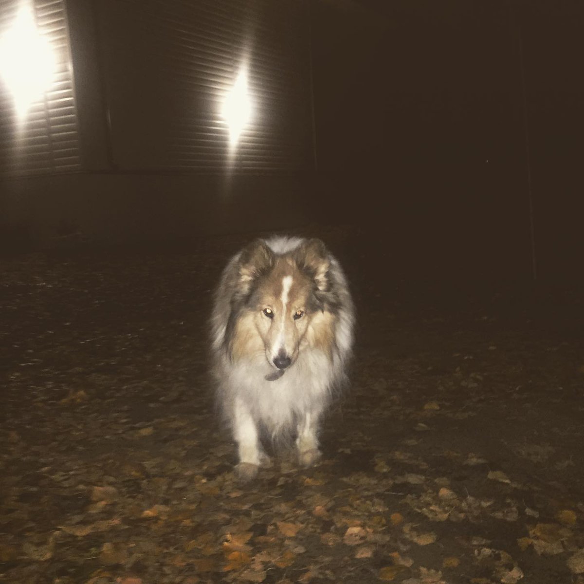 seppoloni's tweet photo. Мои девчонки поздравили меня с Днём МАМЫ ❤️ Такого классного умненького совёнка  подарили 🤗 да ещё и рыбака, как и Я 🎣 и с уловом 💫 https://t.co/vFHI4GV0wv