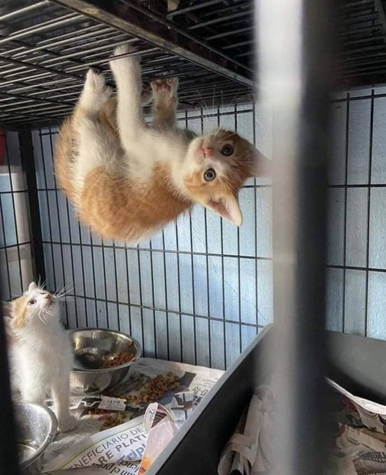 _miRmake's tweet photo. ケージを覗いてみたらスパイダーマンになっていた子猫 https://t.co/qJTieFVs7a