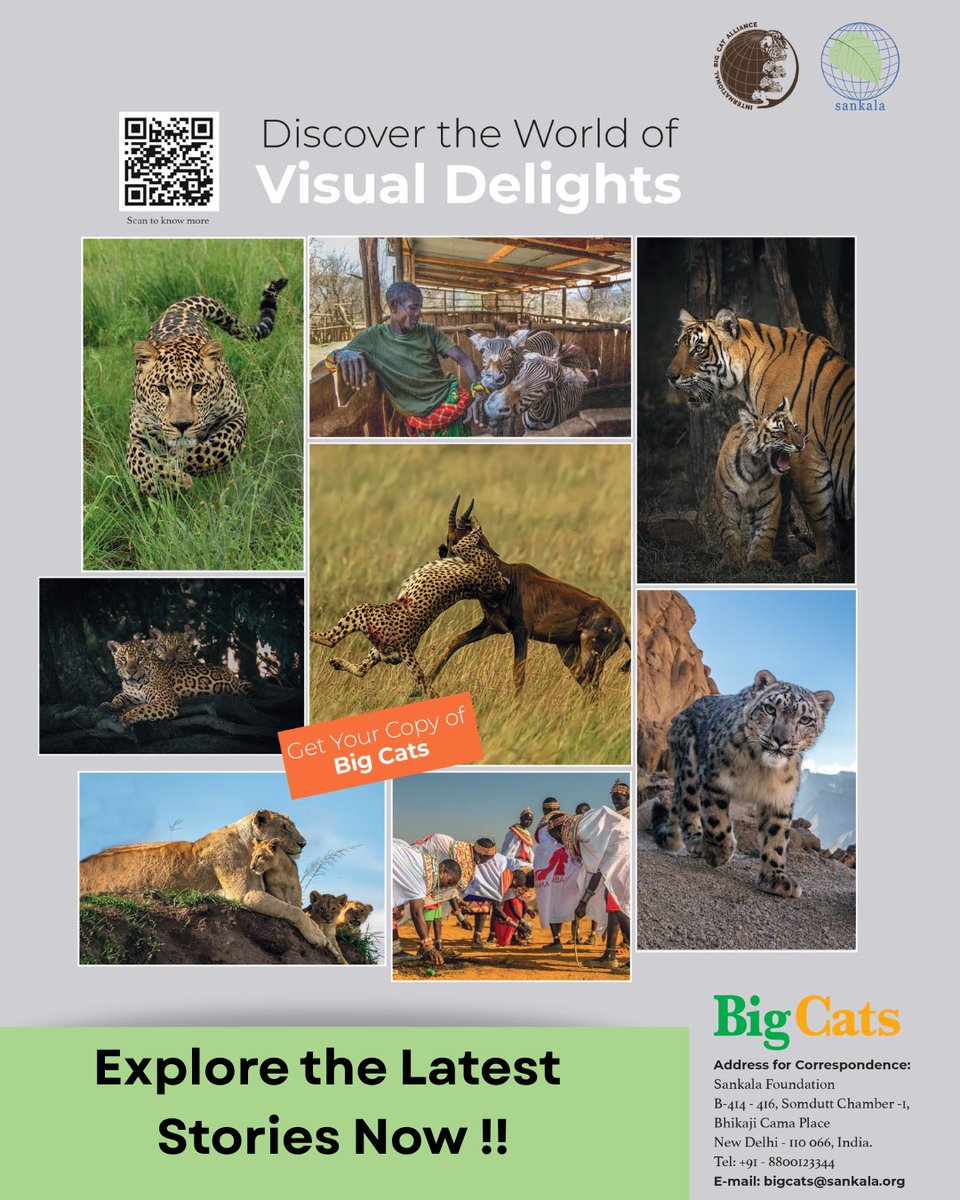 IBCA_official's tweet photo. A story of hope, recovery, and coexistence.

The latest edition of Big Cats Magazine features “The Miracle of Leopard National Park” by Mr. Rakov-Naumets Ivan, Chief of Public Relations, Land of the Leopard National Park, Russia. The article chronicles the remarkable transformation of the park and the inspiring efforts that have helped bring the Amur leopard back from the brink.

The recovery of the Amur leopard stands as a testament to what can be achieved through vision, collaboration, and long-term commitment. It is a powerful reminder that with perseverance and cooperation, conservation success is possible.

Discover The Miracle of Leopard National Park in the latest issue of #BigCatsMagazine.

🔗 Get your copy here:
👉 https://t.co/pE8kS99JgV

 #AmurLeopard #LandOfTheLeopard #Russia #WildlifeConservation #ConservationSuccess #BigCats #Biodiversity #NatureRestoration