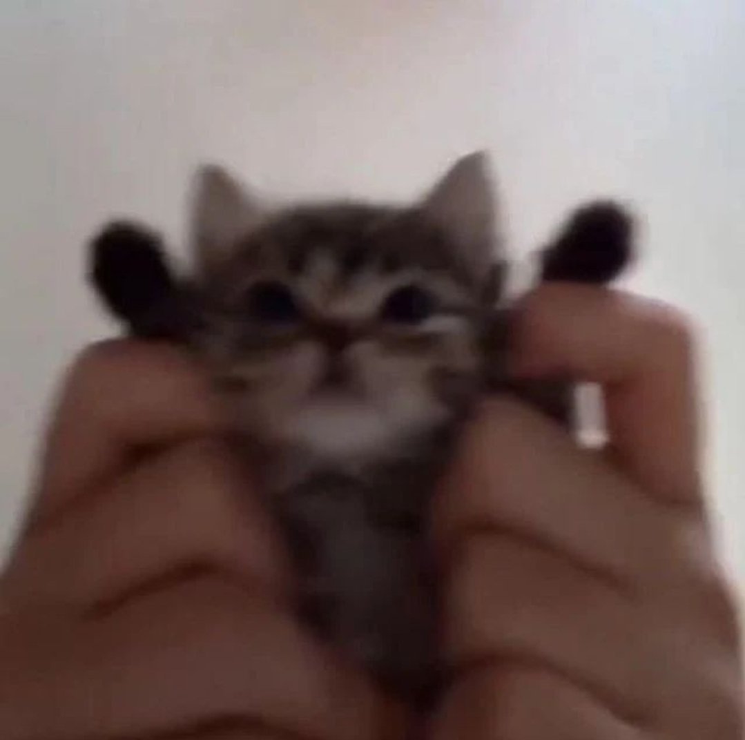 SappyRainlol_'s tweet photo. ⬛️
[ he's holding Mush up like this to [READER] for them to see ]

"behold" https://t.co/I5mPRk6OtU
