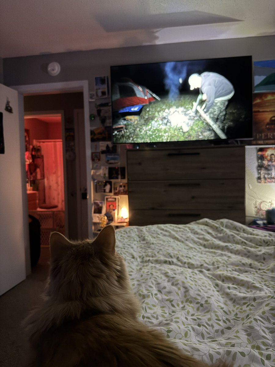 liveALittle2015's tweet photo. My baby is watching Angelo with me #doctorcat #pumpkin @AngBonaTv https://t.co/x5CMBna4CC