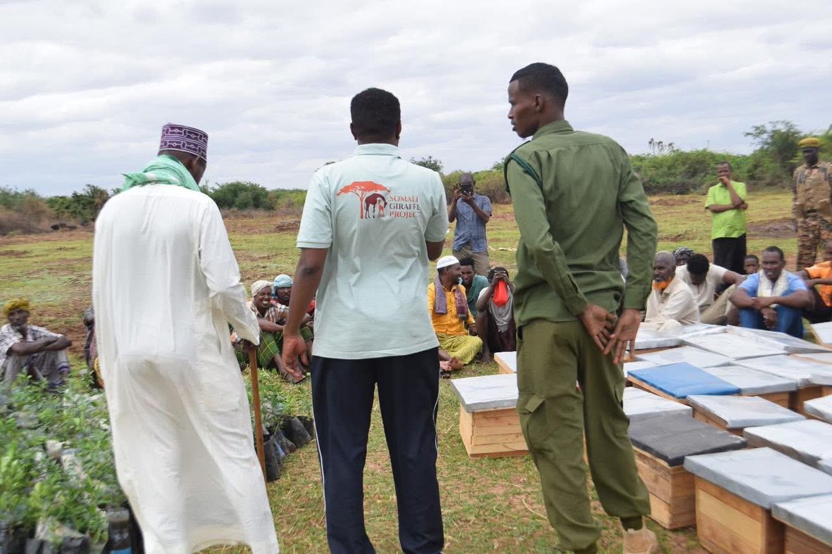 somali_giraffe's tweet photo. Thank you to Kenya Wildlife Service Garissa Station and local farmers for celebrating #WorldGiraffeDay with us. Together, we promoted giraffe conservation, sustainable livelihoodsand community stewardship for wildlife.
#WorldGiraffeDay #GiraffeConservation #CommunityConservation https://t.co/hZcSpkFFYe