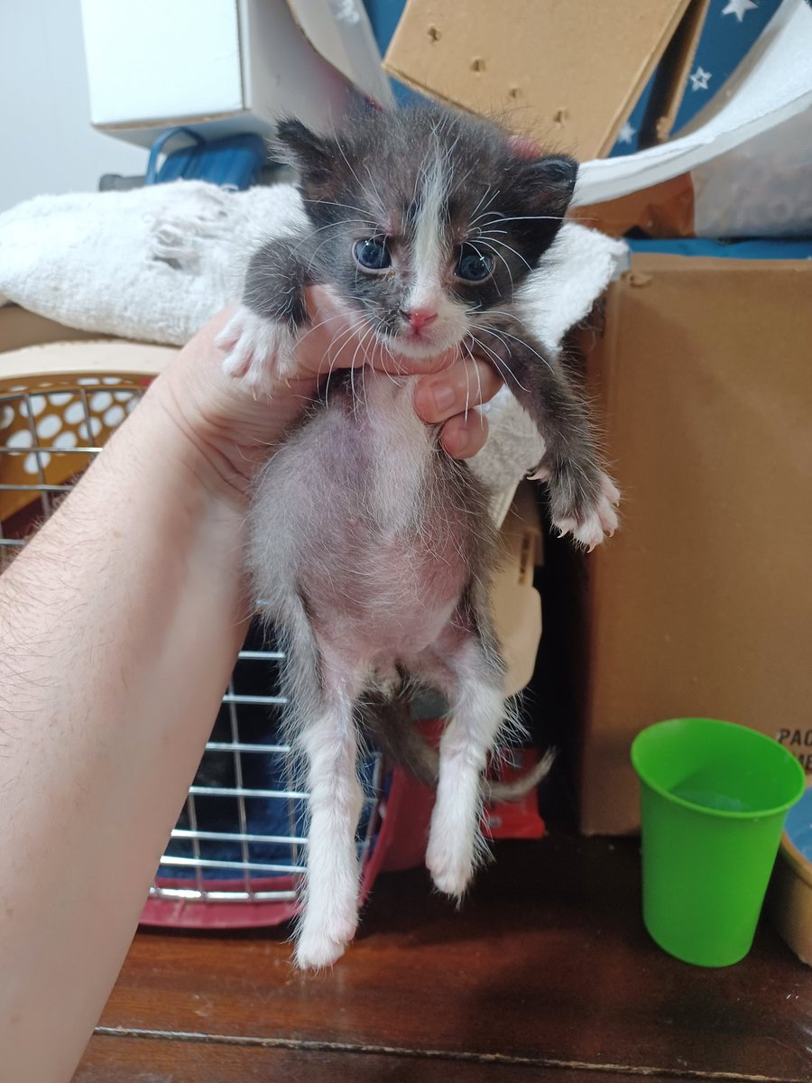 roundntalented's tweet photo. Kittens are officially drinking half a bottle each every meal now. Fat fucks. 

We also gotta start thinking about names. We like to do themed litters 😅 so i'm sure the topidlc will be something goofy.

Last year we had the taco bell litter, and a chocolate litter 🤷 https://t.co/n9WQcUxLhd