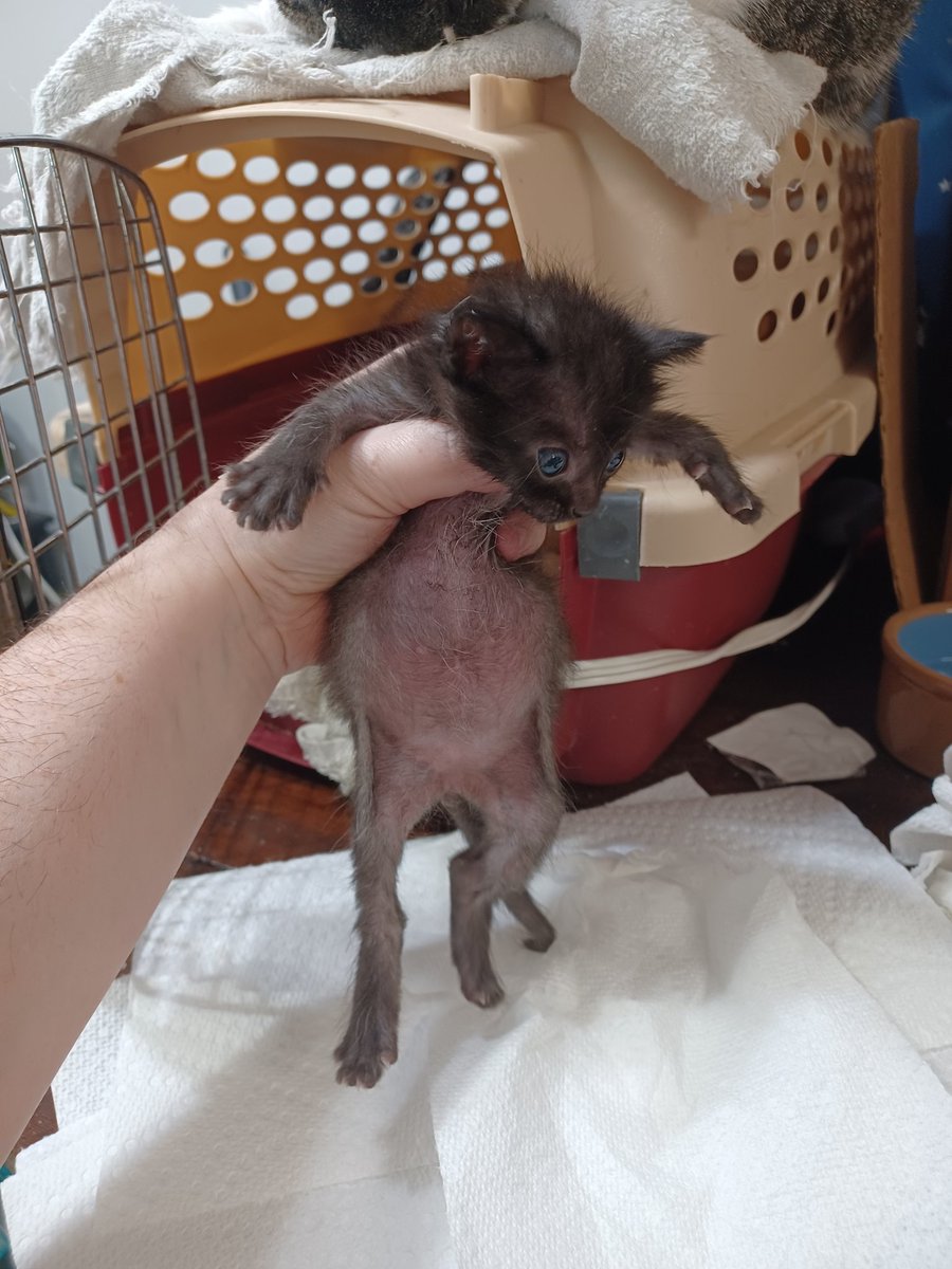 roundntalented's tweet photo. Kittens are officially drinking half a bottle each every meal now. Fat fucks. 

We also gotta start thinking about names. We like to do themed litters 😅 so i'm sure the topidlc will be something goofy.

Last year we had the taco bell litter, and a chocolate litter 🤷 https://t.co/n9WQcUxLhd