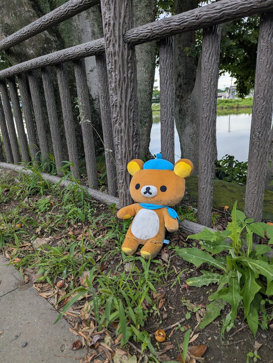 YAMAMOTOPEN's tweet photo. 散歩してたらいきなりクマ出てきてびびった🐻 https://t.co/o44kZc7VAj