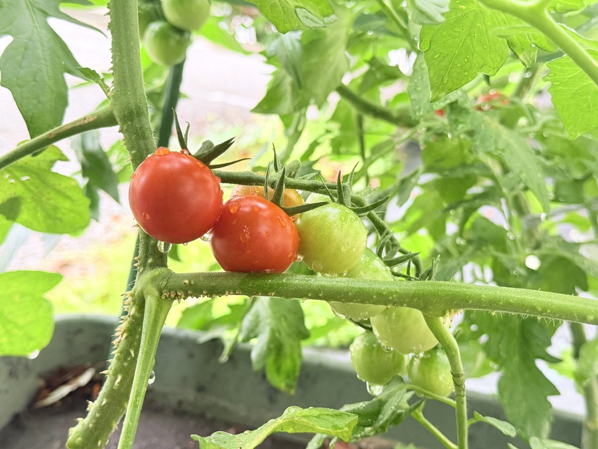 Mns_625's tweet photo. 庭のプランターも順調に育ってる✨️🍅🍆
きゅうりはネコブ線虫にやられてしまった…(´；ω；｀) https://t.co/D5S4wf8SPn