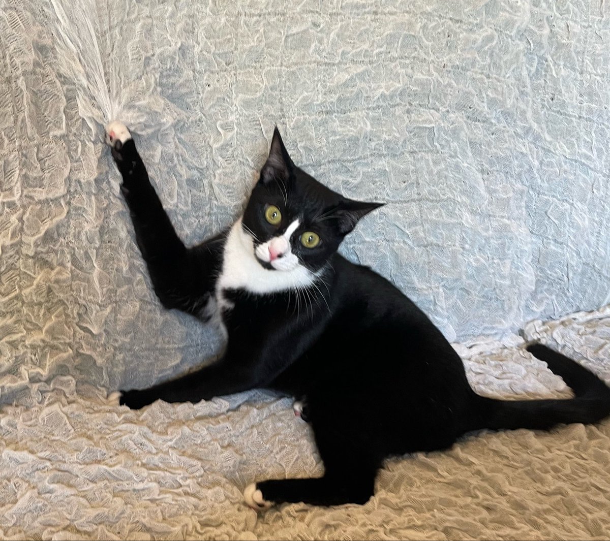 chikuchiku_1221's tweet photo. ← 子猫時代　→ 3歳になった今
やっていることが同じ https://t.co/9qGM4aof4v