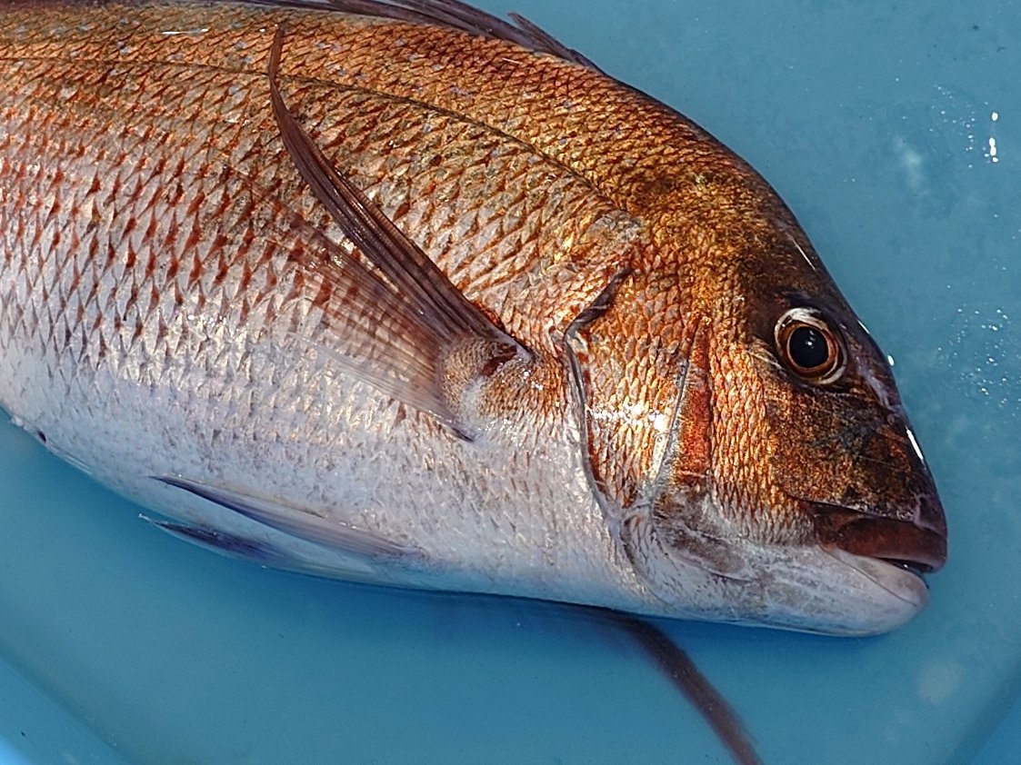 魚市場あれこれ』 鯛（マダイ）は「性転換」する魚！？ 生まれた時は