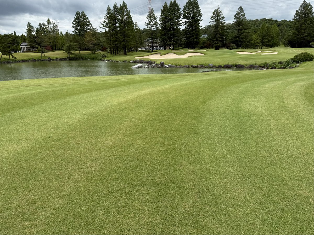 rockvanhalen's tweet photo. 残り158ヤード、風フォロー⛳️
『キャディさん、7番と8番下さい」
「はいどうぞ」
（フォローだしなー、8番でいくか）
打ってみたら全然ショート💦
クラブを見ると9番❗️
ちょっとー！キャディさん・・・と文句言う前に7番と思って9番を振った自分が悪いっす😭
#golf #ゴルフ https://t.co/ovpLSiaoaI