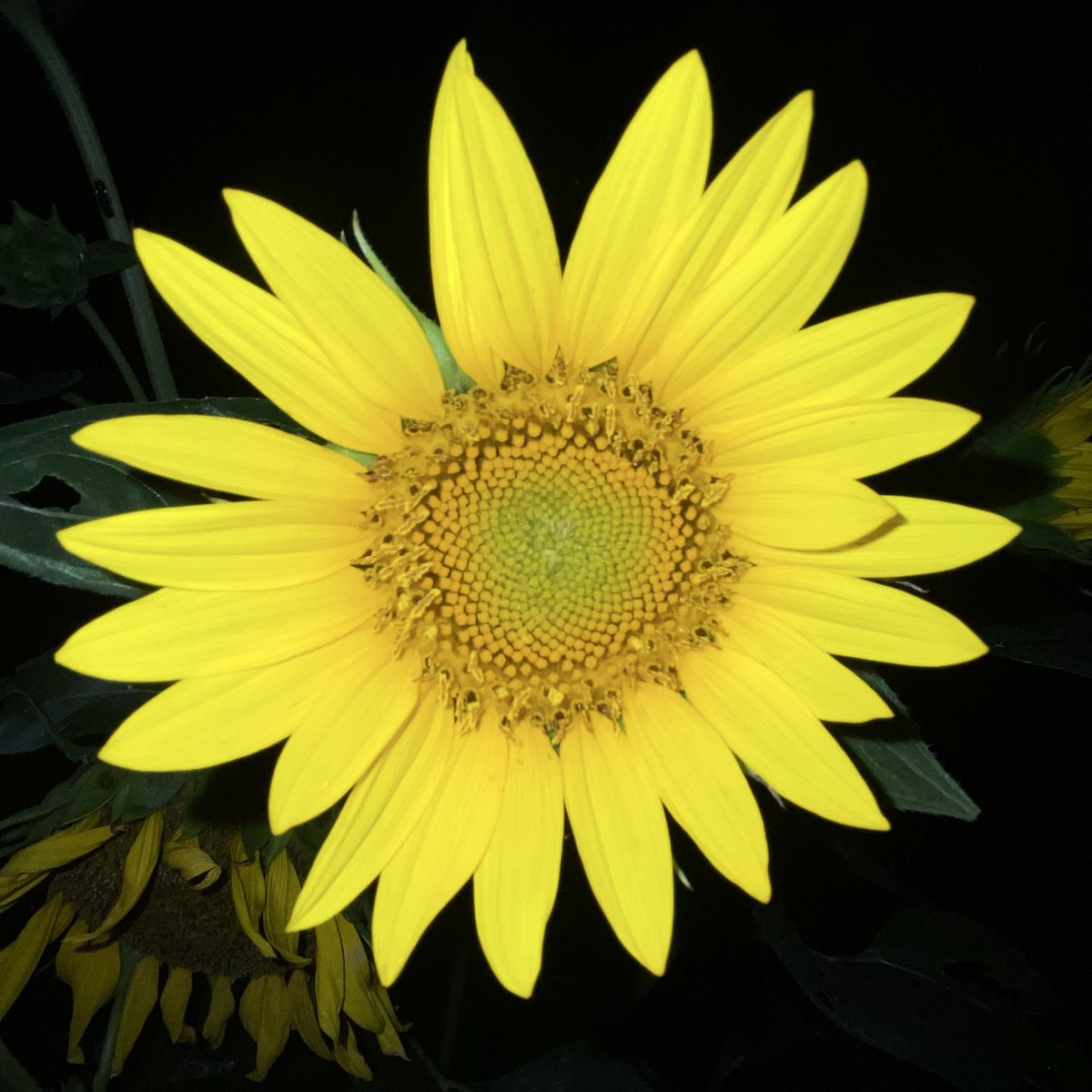 Drew86777's tweet photo. Little night time shoot. All of all of these flowers are from the same stock. It’s amazing. I’m upset the grass hopper’s are just devouring it. I need to get some neem oil…😔. https://t.co/hqANxn7rCs