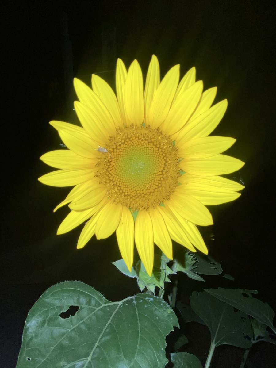 Drew86777's tweet photo. Little night time shoot. All of all of these flowers are from the same stock. It’s amazing. I’m upset the grass hopper’s are just devouring it. I need to get some neem oil…😔. https://t.co/hqANxn7rCs