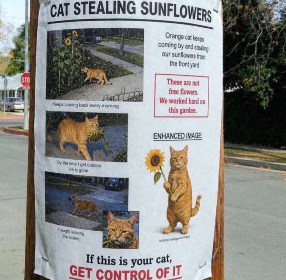 WeAssessCats's tweet photo. I guess this one likes sunflowers. https://t.co/br53ax1KVt