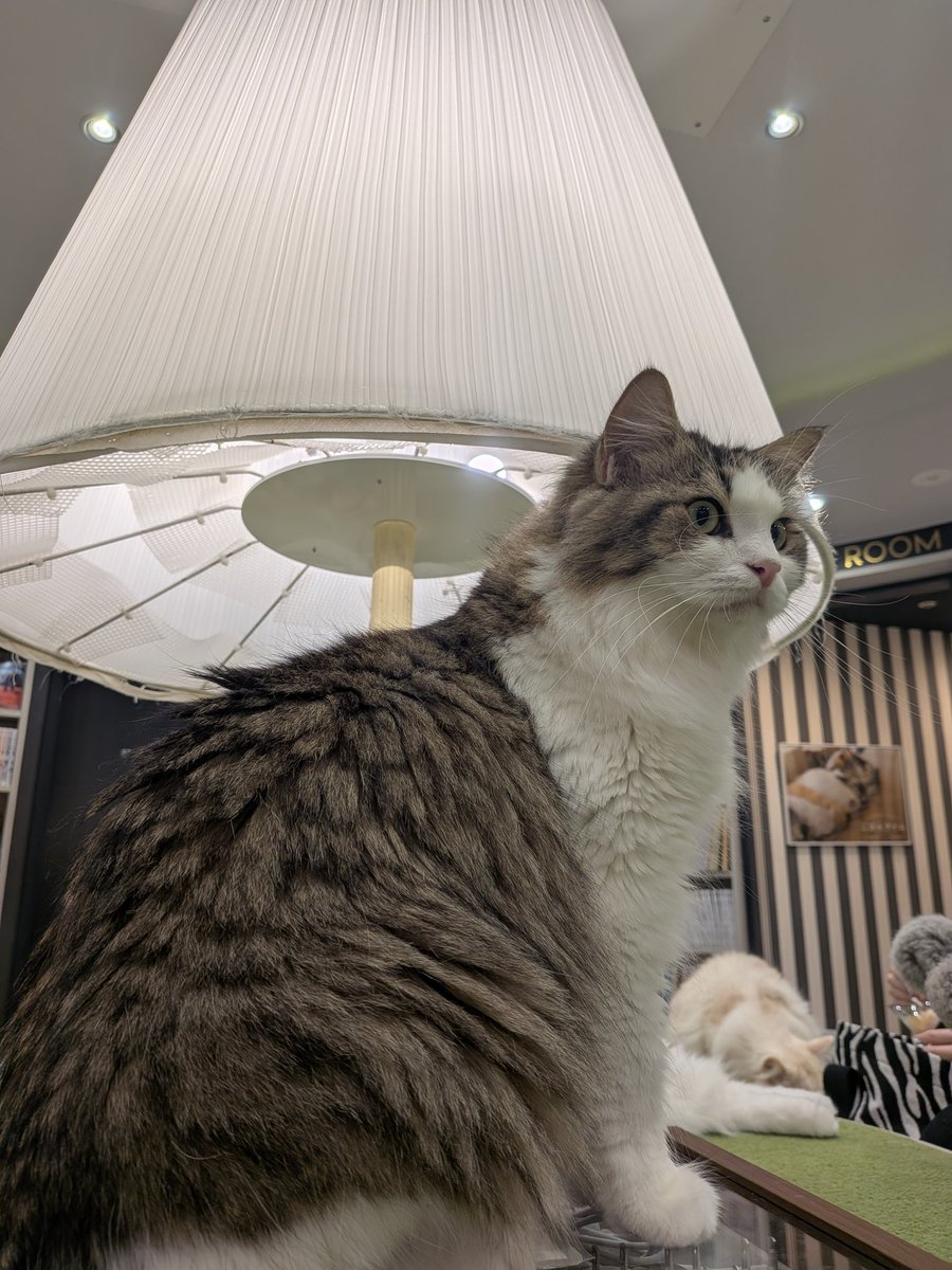 5mdagpw's tweet photo. 猫カフェ満喫男 https://t.co/fc0J2DnMHS