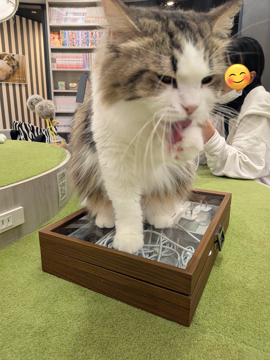 5mdagpw's tweet photo. 猫カフェ満喫男 https://t.co/fc0J2DnMHS