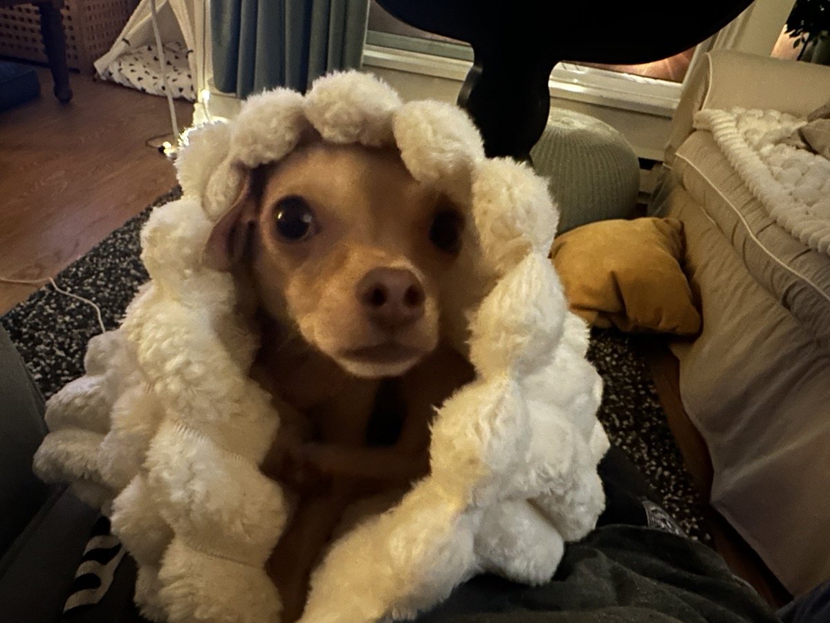 Tennessee_Jade's tweet photo. Wat? 
#dogslife #cutedog  #dogs #puppy #doglover  #doglovers #pet #love #puppylove #cute  #pets #puppies  #doggo #happydog #petlovers #dogmom  #lovedogs #comfy https://t.co/s3C9DVXh2G
