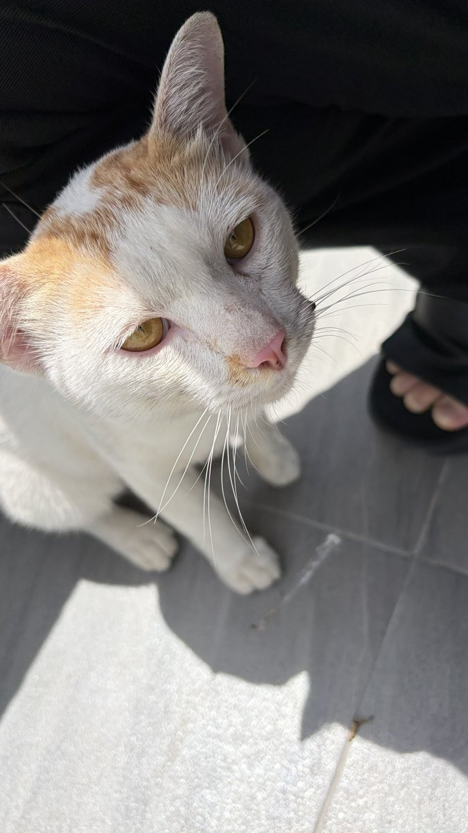 juseyooooooo's tweet photo. 🐈 มีเหมียวแวะมาหาแต่เช้า สงสัยอยากจะกลับด้วย #cat #cute #แมว #แมวจร #ติ๊กฟ้า https://t.co/wImC2C7ISr