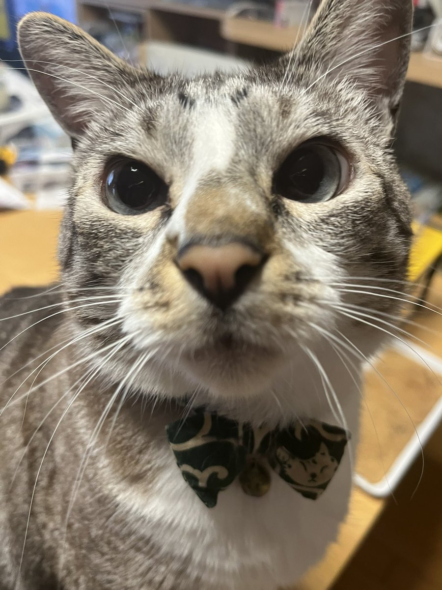 AtraiEito's tweet photo. @mz23ex こにゃにゃちは〜😸 https://t.co/t8WiBBgR0F