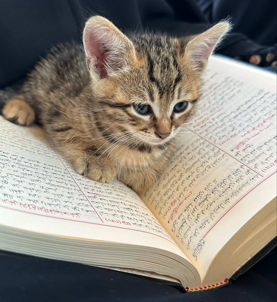 Novareaderr's tweet photo. Hayırlı sabahlar ilim erbabı https://t.co/9TBf9liHAE
