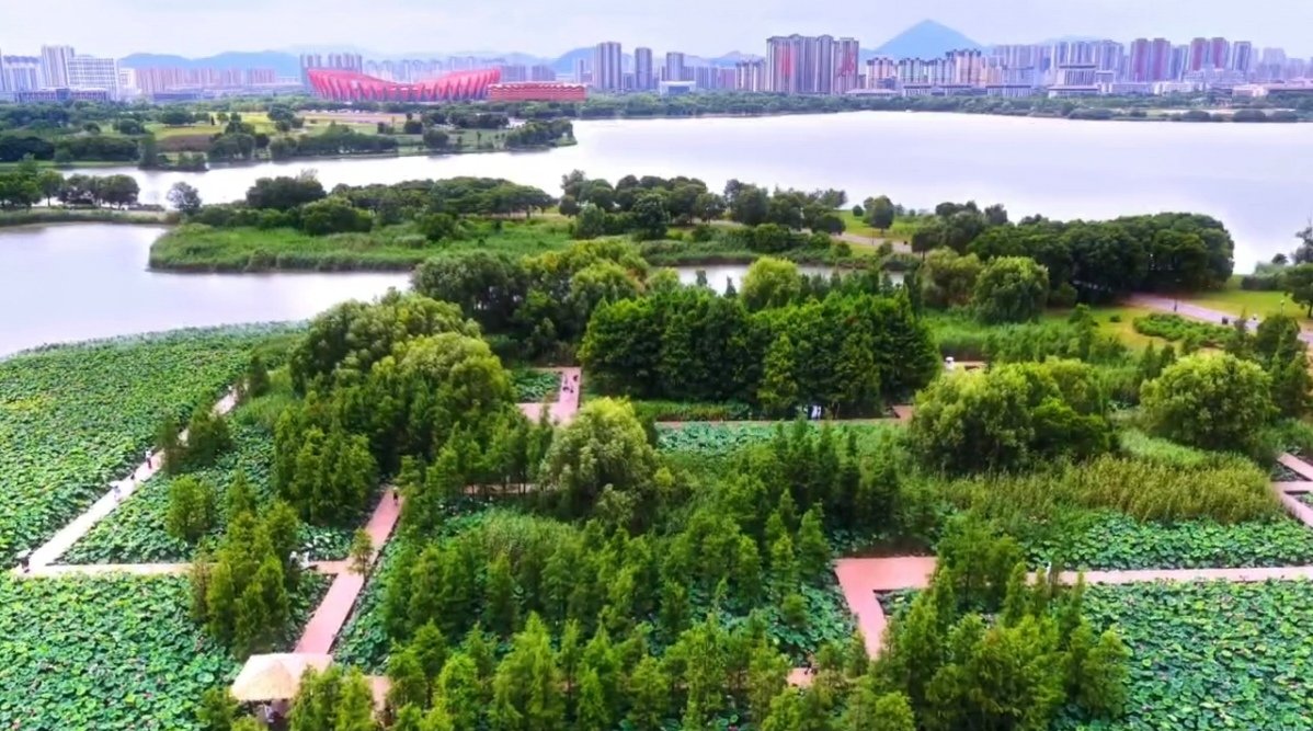 xi_bei49530's tweet photo. 碧水衬青杉，粉荷随风摇
西湖湿地公园水上杉林荷花悄然盛放。
#大美中国 #HiAnhui https://t.co/0EfmrXFeKT