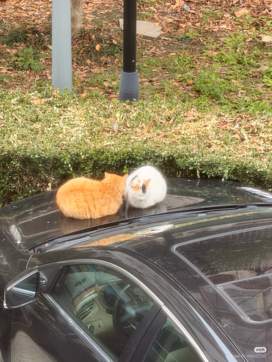 No Context Cats tweet media
