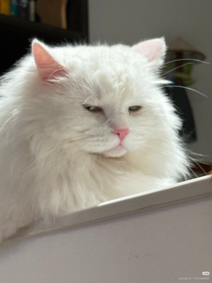 nocontextscats's tweet photo. Judging https://t.co/qGz42SiHVu