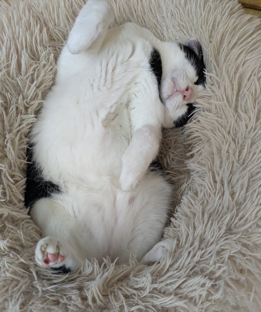 contrant's tweet photo. 思えば子猫の頃から右手を上げる癖がある気がする。ワシはこれを天上天下唯我独尊ポーズと呼んでいる。 https://t.co/BNsWVg68gE