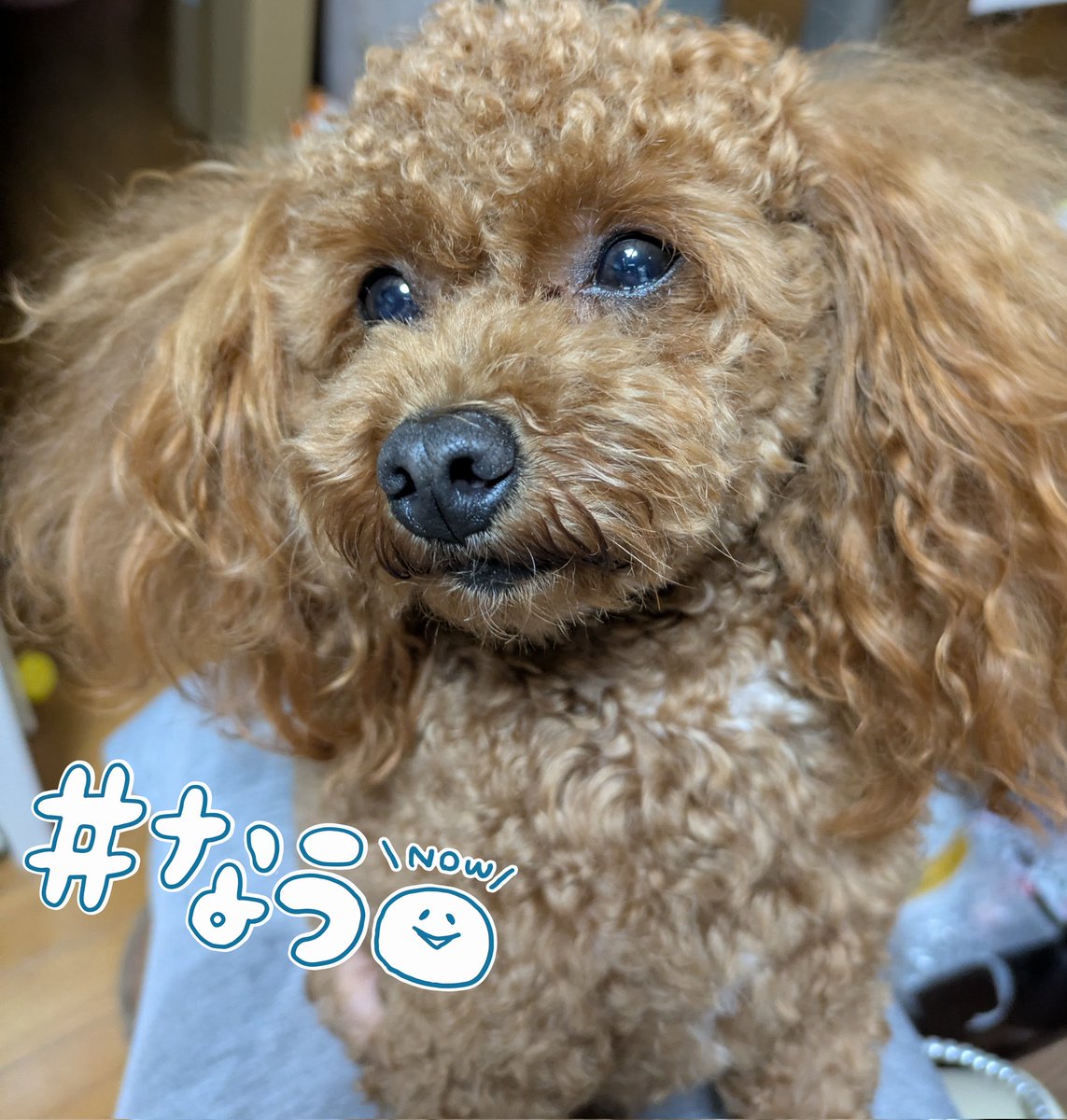 andyBell1203's tweet photo. あ💦
ママさん🥲🥲🥲
隠れてチーズ🧀食べてる( ˙༥˙ ) https://t.co/U0pskkHF29