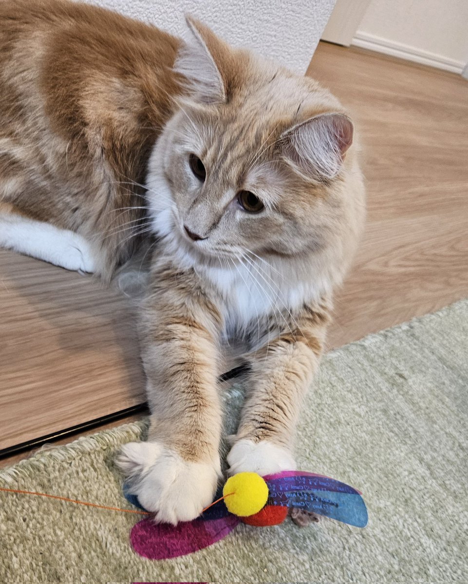 Peachdriver's tweet photo. チルちゃんイチオシのヒラヒラおもちゃだけどメインクーンの巨躯には長くは耐えられなくてこれで3~4代目 https://t.co/VJDk2vCJxt