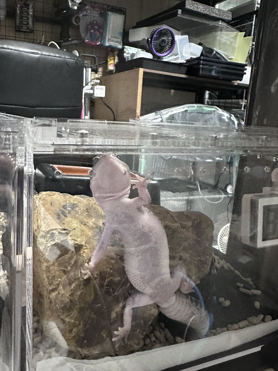 floor_uka's tweet photo. お腹見せつけトカゲ🦎
ヤモリアピール✨ https://t.co/xUn2Cv3dpn