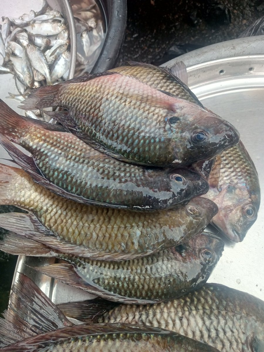 tamunoM1's tweet photo. Good morning Port Harcourt city
It's the perfect weather for peppersoup. 

Tilapia 6 pieces 10k
Red snapper 6 pieces 19k
Crabs 6 pieces 2k

DM or call 09061622744 https://t.co/Sg5a8wcVYO