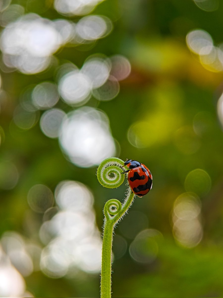 Ajeesh021997's tweet photo. Macro magic with Fotorgear 45mm macro lens
Phone :oneplus 11
#ShotOnOneplus #ShotOnSnapdragon #JuneZoom 
@oneplus @Snapdragon https://t.co/KfpomfCFls