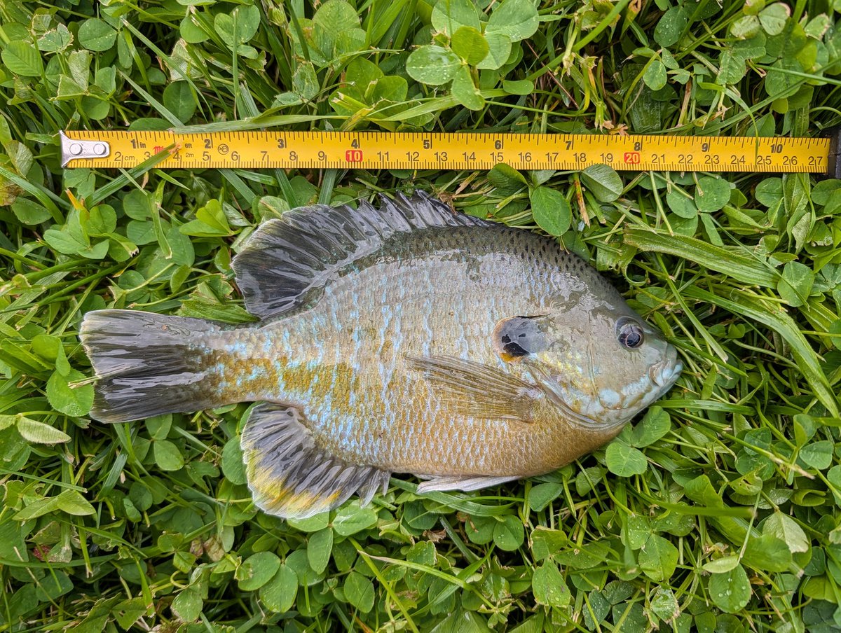 hobbygremlin's tweet photo. @Femgirl_Fishing Sunfish! https://t.co/PtkPuFdXBQ