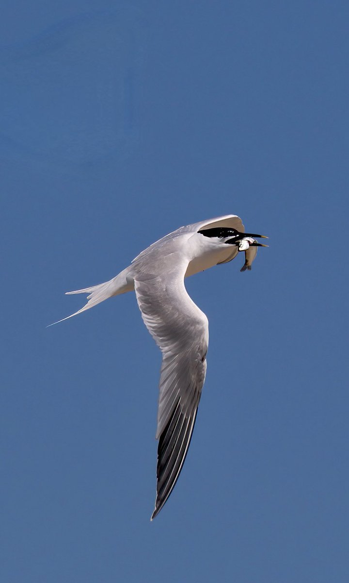 TomCadwallender's tweet photo. Sandwich Tern fishing off Alnmouth. https://t.co/xvtLa2NApa