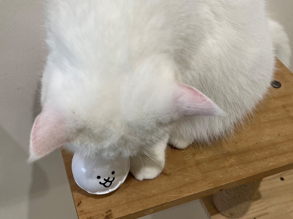 the_sus_brown's tweet photo. nyanko https://t.co/lLOyAi4kDQ