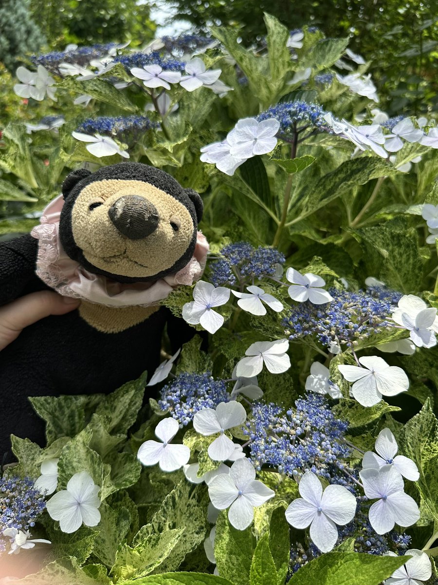 kumaco38's tweet photo. #マレーちゃん
 #ぬい撮り https://t.co/lNojVcLbJ0