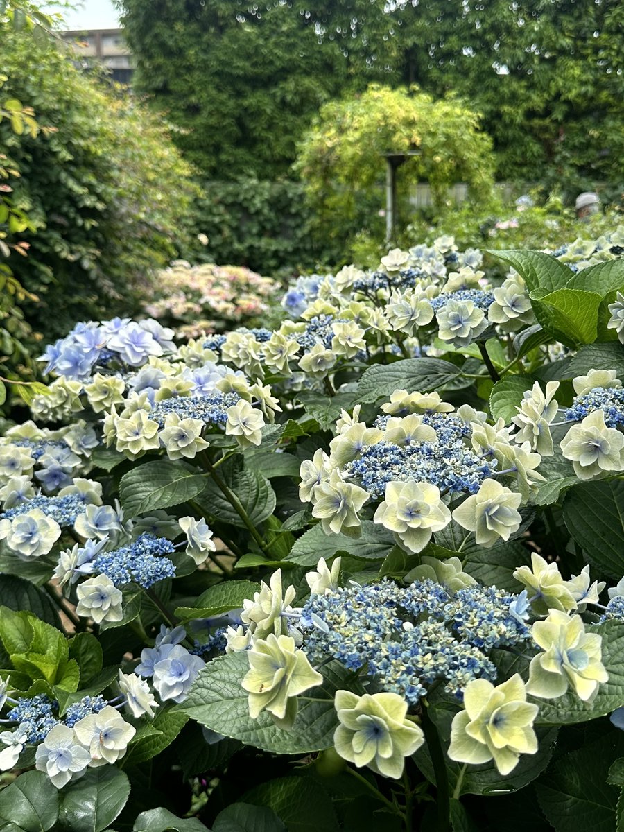 kumaco38's tweet photo. 横浜イングリッシュガーデンは紫陽花の種類が多くて、見ていてとても楽しいです。 https://t.co/3rg9y04UJT