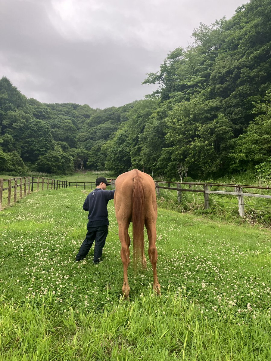 Airjihad0409's tweet photo. 今日のお散歩エアジ🐴🌳

ファンの方と仲良くお散歩
きれいな景色のなか穏やかな幸せな時間

お散歩していると必ずモカちゃんが
寄ってきます💓
微笑ましい光景✨ https://t.co/7zmfI06i6L
