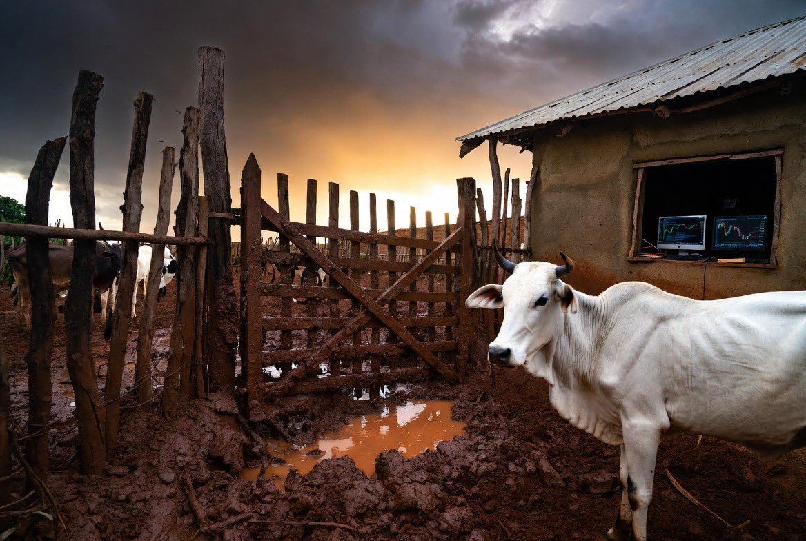 Dnd0xx's tweet photo. Good morning from the ranch 🦅

Most devs build fragile systems. Most traders blow up chasing perfect data.

Managing hundreds of livestock  taught me to see code and capital raw. 4 immutable laws:

1/ Phantom Fail-Safe: Gates fail when the ground turns to mud. Never mistake protocol for a guarantee.
2/ Silent Degradation: Cows lose weight slowly until it’s too late. Same with leaks in code and portfolios.
3/ Liquidity Illusion: Paper value vanishes in drought. If you can’t exit in panic, the asset owns you.
4/ Complexity Tax: More parts = more ways to die. Keep code simple, leverage low, fences tight.
Which layer of your system is weakest right now? Drop it below 👇
#RancherDev #Mindset #Resilience