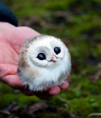 Birdius tweet media