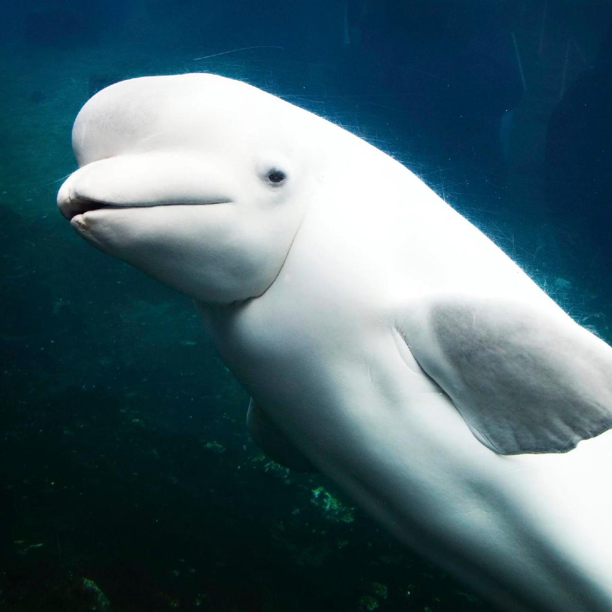 factpostnews's tweet photo. The Trump administration is auctioning off Alaskan ocean for oil and gas drilling, jeopardizing the Cook Inlet Beluga Whale.

Only 331 Cook Inlet Beluga Whales remain. https://t.co/cA2D0klqHF