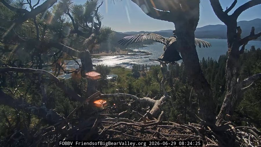 cosmicfirepeace's tweet photo. Dive into this breathtaking live cam shot from #friendsofBigBearValley .. as a powerful young raptor fledgling dramatically spreads its wings wide in its treetop nest. Captured screen shot this very morning on June 29, 2026, it’s a front-row seat to #wildlife magic ... #FOBBV https://t.co/6Ynq1XkmET