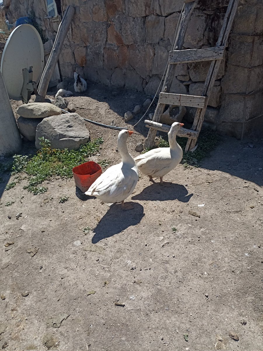 3ssl3m's tweet photo. Günden kalanlar https://t.co/yQCG2ebQ79