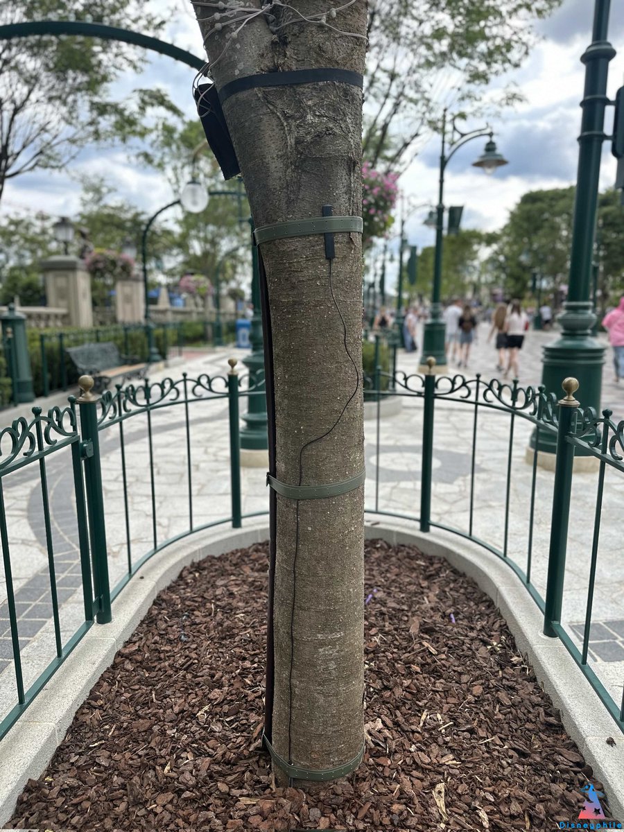 DisneyphileLIVE's tweet photo. 🌳 Des sondes ont été installées autour de certains arbres d'Adventure Way afin de vérifier l'humidité du sol pour adapter l'arrosage. https://t.co/5JQ5E7Bxez